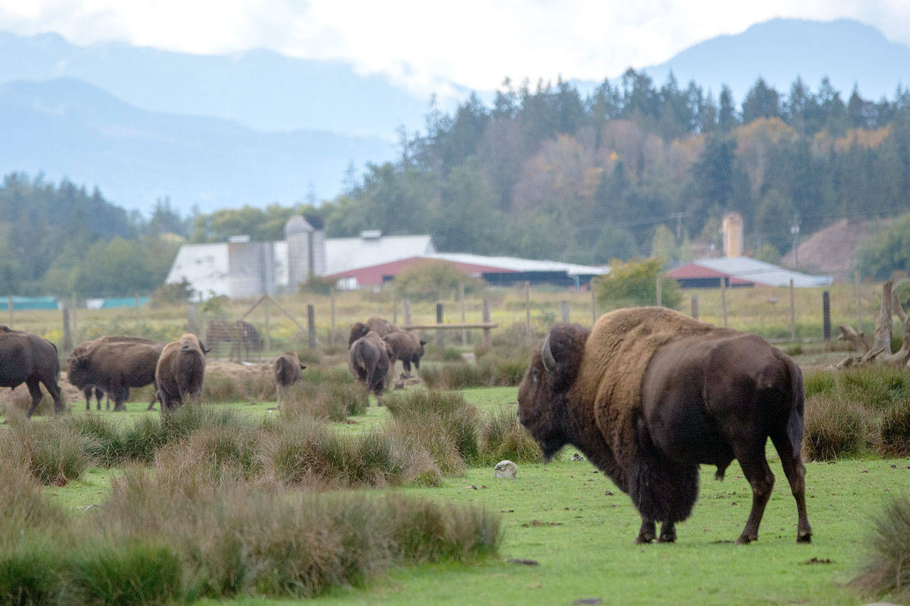 Bison stand in a field a the Olympic Game Farm on Tuesday. The Animal Legal Defense Fund announced its intent to sue Olympic Game Farm, alleging that it is violating the Endangered Species Act. (Jesse Major / Peninsula Daily News)