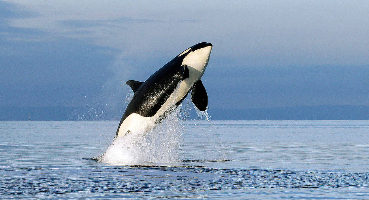 An endangered female orca leaps from the water while breaching in Puget Sound west of Seattle in 2014. A new scientific effort will map the genomes of critically endangered Pacific Northwest orcas to better understand their genetics and potentially find ways to save them from extinction. (AP Photo/Elaine Thompson, File)