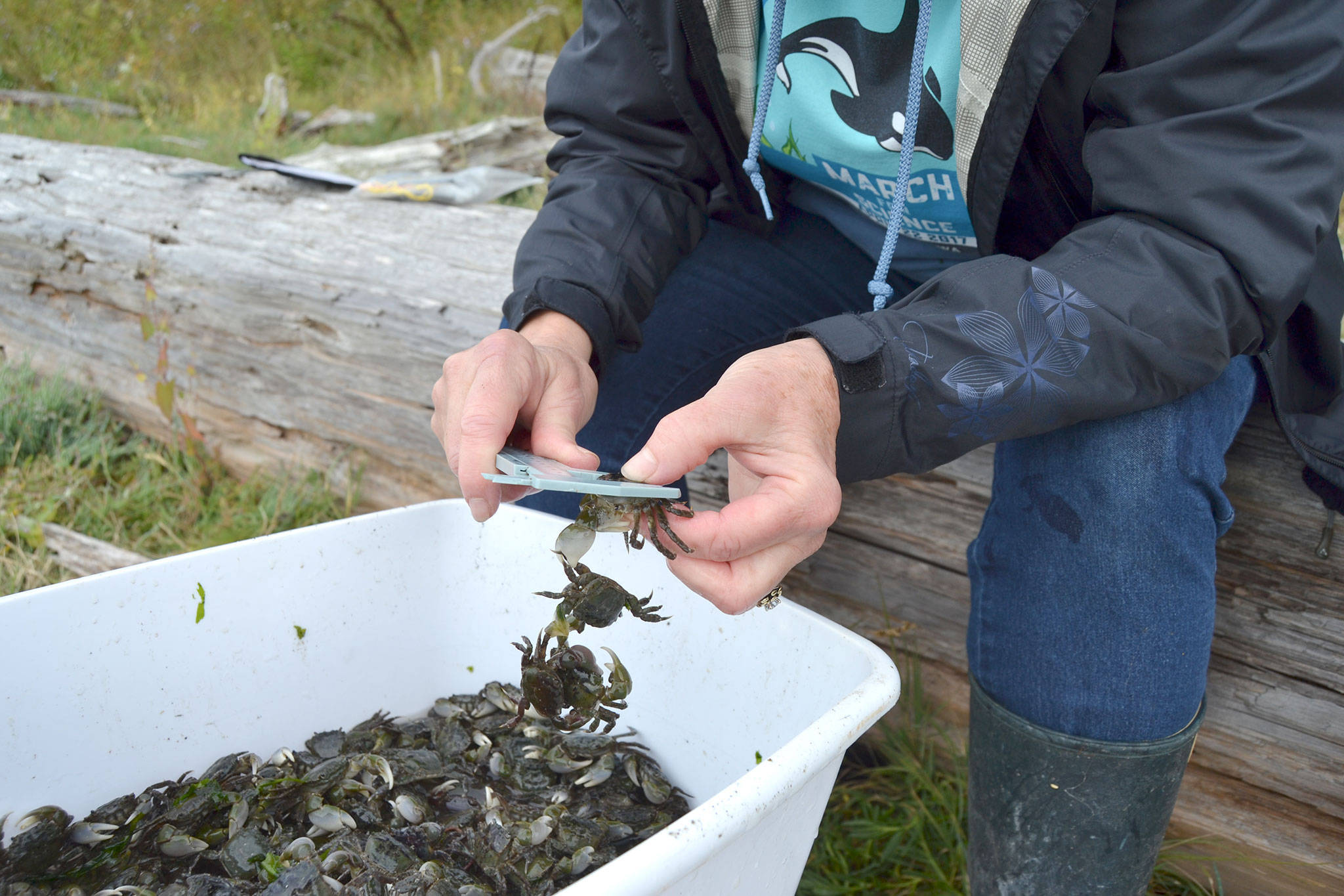At Washington Sea Grant’s 54 early detection sites, such as Indian Island County Park, volunteers and various resource managers pull crab traps and sort and catalogue data on the crabs they find. Any European green crab are removed from the site with some used for genetic sampling for further research. (Matthew Nash / Sequim Gazette)