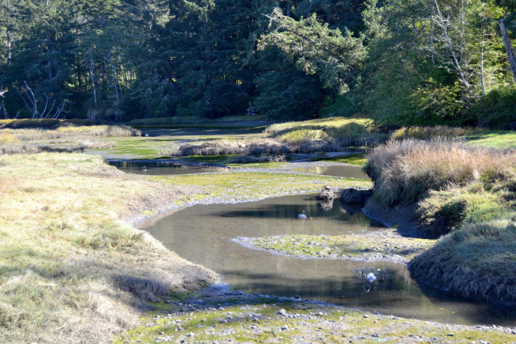 Canals with steep, muddy banks are popular spots for European green crab to live in the Tsoo-Yess River, according to resource managers. (Matthew Nash / Sequim Gazette)
