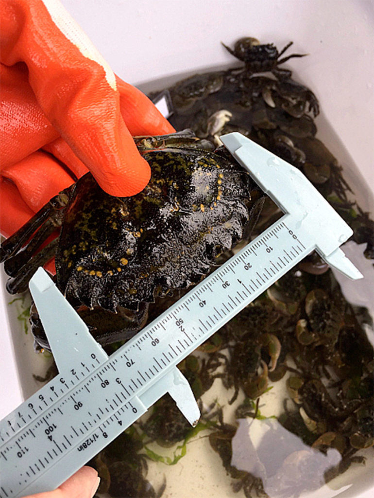 Jefferson County’s first European green crab was captured on Sept. 8 on Kala Point near Port Townsend. The male crab measured 77 millimeters. Subsequent trapping on nearby Scow Bay between Indian and Marrowstone islands recovered a second green crab. (W. Feltham/C. Jones)
