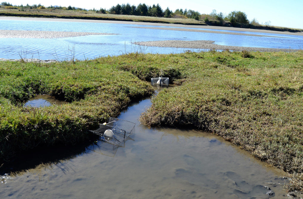 The first reported European green crab near Neah Bay was spotted by the Wa’atch River. Resource managers began trapping the area in April this year and recovered nearly 1,000 crabs through the end of September. (Matthew Nash / Sequim Gazette)
