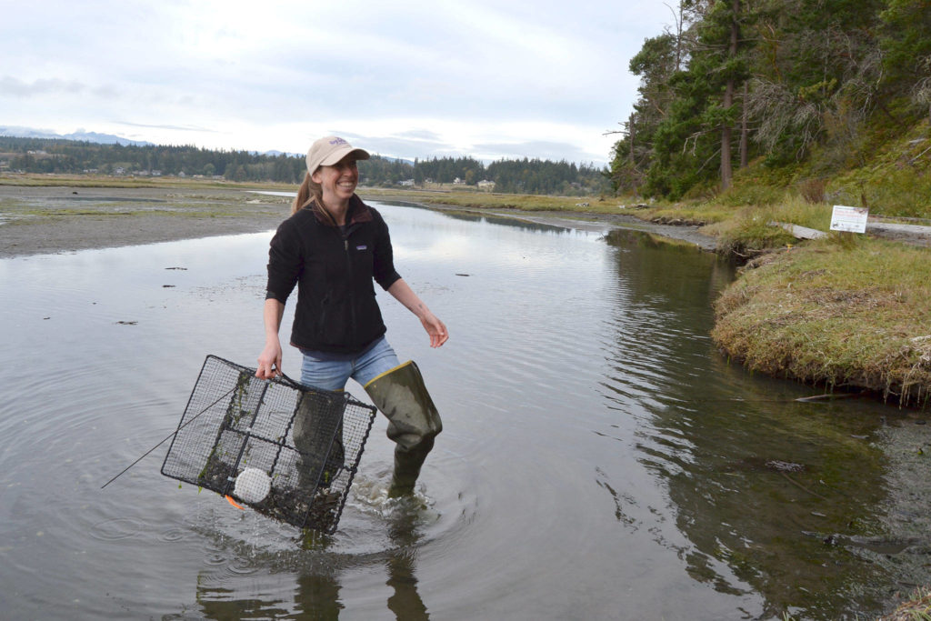 Dr. Emily Grason, Crab Team program manager and a marine ecologist, pulls a trap on Sept. 21 from waters near Indian Island County Park to check for European green crab. Two green crab were found in Jefferson County for the first time in September. (Matthew Nash / Sequim Gazette)
