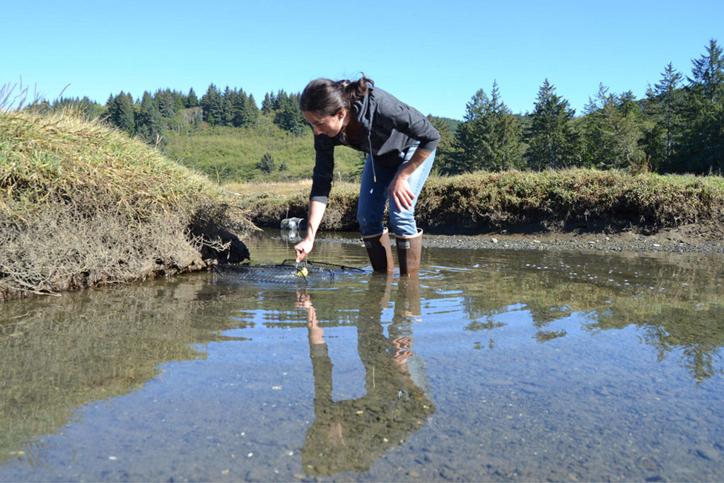 Adrianne Akmajian, marine ecologist with Makah Fisheries Management, inspects a trap in a canal near the Tsoo-Yess River in Neah Bay on Sept. 26. So far this season, she and other support staff and volunteers captured nearly 1,000 European green crab, an invasive species. (Matthew Nash / Sequim Gazette)
