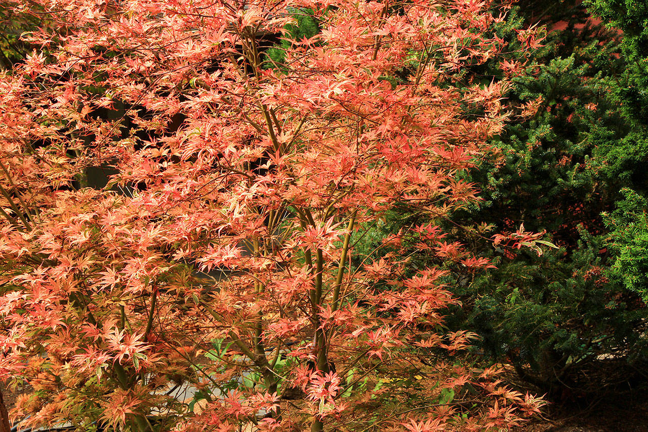 The dwarf Japanese maple “Geisha Gone Wild” provides a stunning three-season show of colors. (Pam Roy)