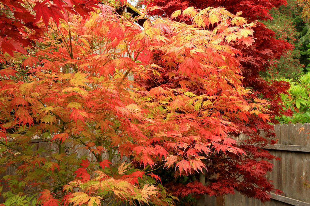 “Sister Ghost,” another dwarf Japanese maple, has brilliant fall colors. (Pam Roy)
