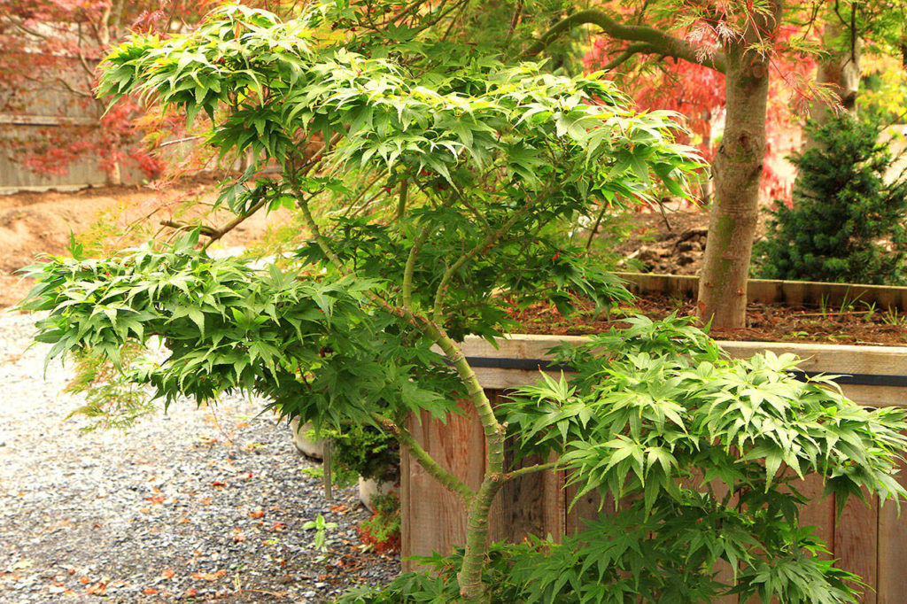 A pruned “Mikawa Yatsubusa” dwarf Japanese maple shows off its sculptural structure. (Pam Roy)
