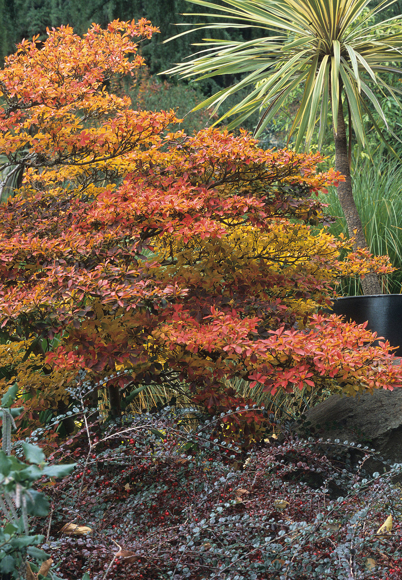 The fall color of this slow-growing shrub is a screaming scarlet red — a real standout in the garden. (Richie Steffen)