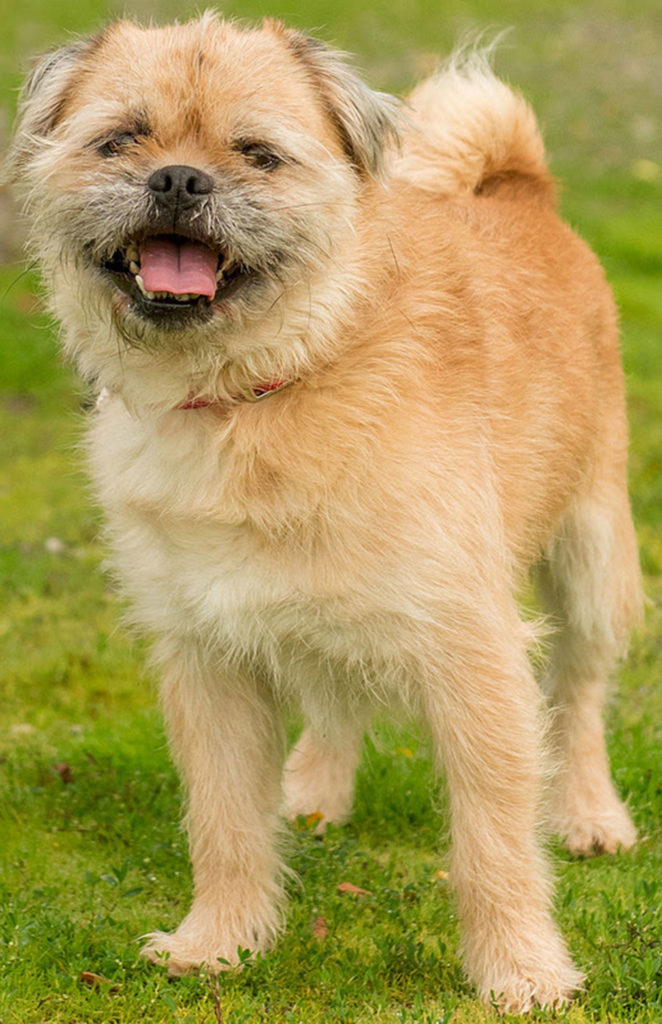 Bear is a somewhat bossy little pug mix! He will need an adult home and a meet and greet with any resident dogs. Bear loves going for walks and would enjoy lots of daily activities as he is quite active. (Curt Story/Everett Animal Shelter)
