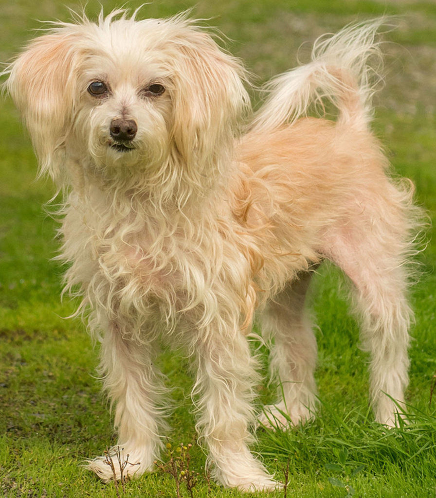 Claudia is a very sweet senior dog looking for a mature home that will pamper her. She has had recent blood-work, has been spayed and is being treated for a skin infection. She will need a meet and greet with any resident dogs and may do OK with cats after proper introductions. Her new family will need to be financially secure and able to take Claudia to the vet on a regular basis. (Curt Story/Everett Animal Shelter)
