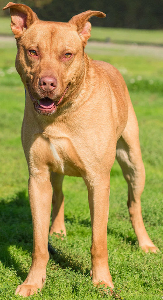 Meet Duke! This special boy had a rough start, but he is looking for someone who knows that TLC and elbow grease can pay off. Duke spent the beginning of his life in a less than ideal situation where he was tethered to a tree most of the time and this is damaging to dogs as most know. He has separation anxiety from this so an adopter should be aware so they can burn off steam each day with him (running, jogging, working dog tasks) and also have a bottom and top secure enclosure. It will be worth it because Duke is an absolute love bug and he will be your best friend – attached to the hip. His favorite thing in the entire world is to play fetch – Duke LOVES his ball! He also enjoys tug-o-war and getting lots of belly rubs. This boy is not suitable for apartment living as he needs a lot of exercise and a large SECURE fenced yard. His new ideal home would be adult-only, calm, confident, structured, and ready to incorporate a bit of training. No cats, small dogs, or male dogs for Duke. Come meet this handsome boy today! (Curt Story/Everett Animal Shelter)
