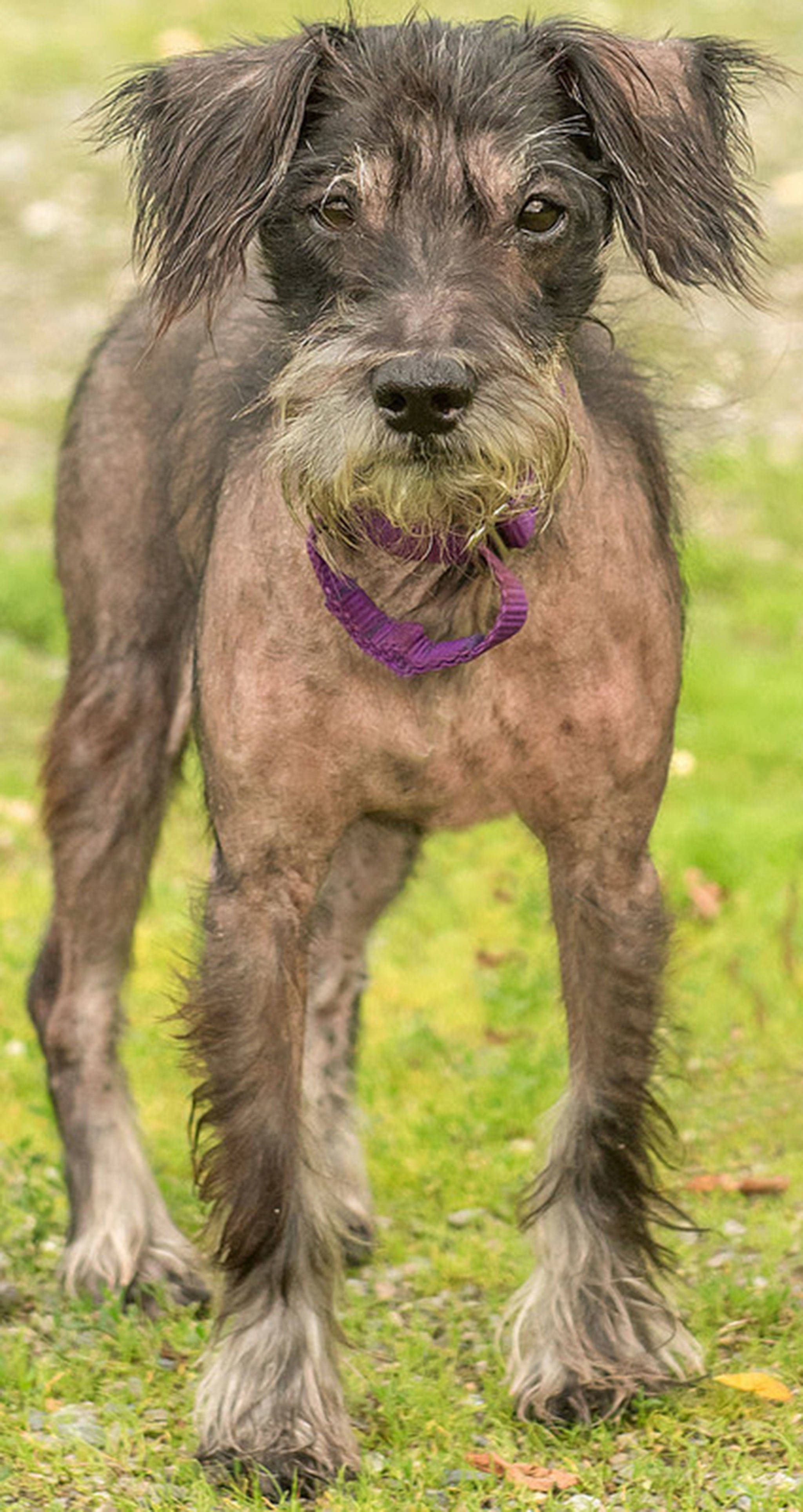 Marshall is a lively little Schnauzer! He arrived at the shelter in rough shape but is improving everyday. We expect his hair will all grow back and he will be very handsome. Marshall is bossy with other dogs and will need a meet and greet with any resident canines. He may need a refresher course on house-training and we are not sure how he will do with kitties. Marshall’s new family will need to be financially secure enough to take him in for regular vet visits. (Curt Story/Everett Animal Shelter)
