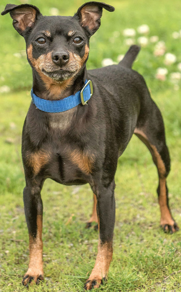 Spike is an active little min pin looking for a new home. He has not lived with other dogs so will need a meet and greet with any resident canines. He does not like to be picked up but loves sitting in laps. This fun little guy loves going for walks and car rides. Any children in the home need to be over the age of 12 years and used to small breed dogs. (Curt Story/Everett Animal Shelter)
