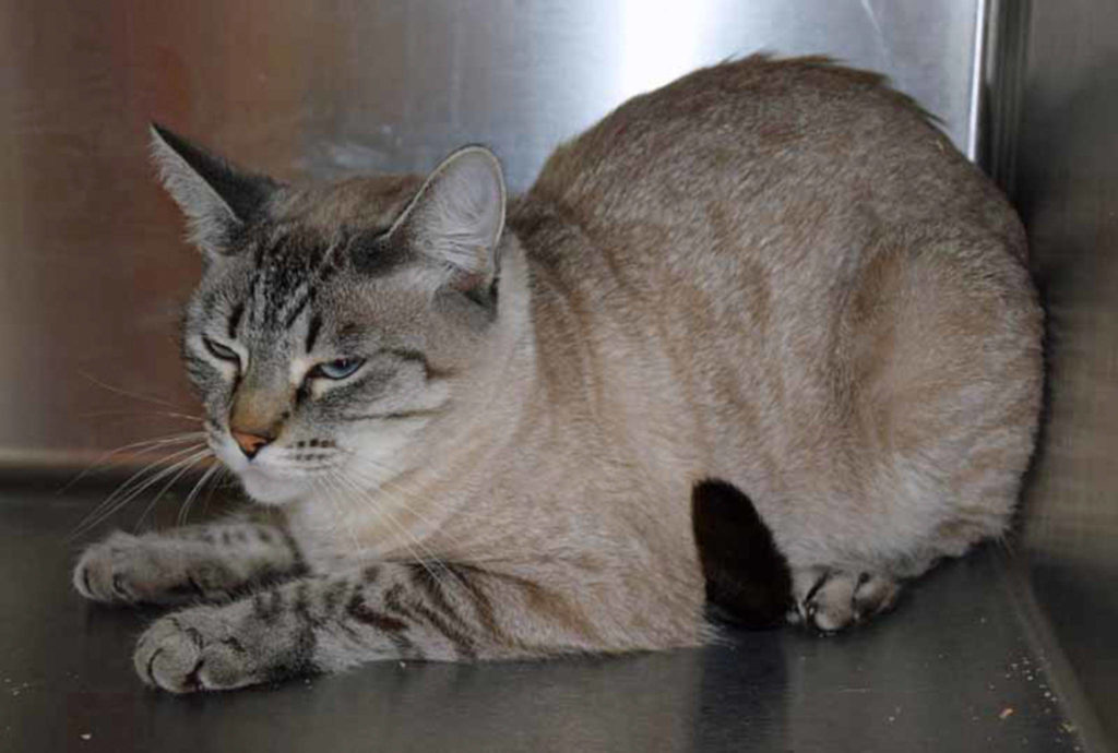 Starfire is shy and independent gal. She has been around other cats and small dogs BUT will still need a slow introduction to any resident pets and small kids. (Arleigh Movitz/Everett Animal Shelter)

