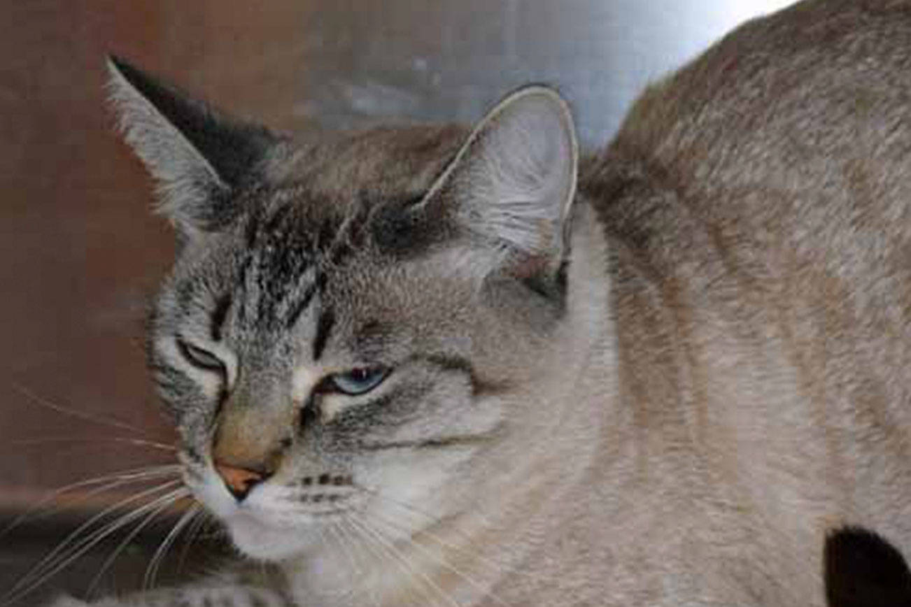 Adopt special needs dogs, regular needs cats, and a bunny