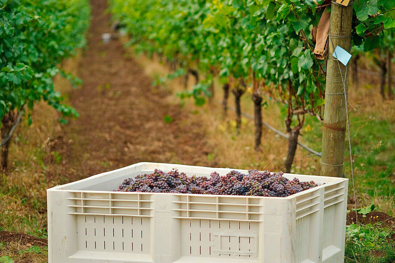 A bin of pinot gris grapes harvested in the north Willamette Valley rests before being crushed by Luisa Ponzi and her team at Ponzi Vineyards. (Photo courtesy of Ponzi Vineyards)