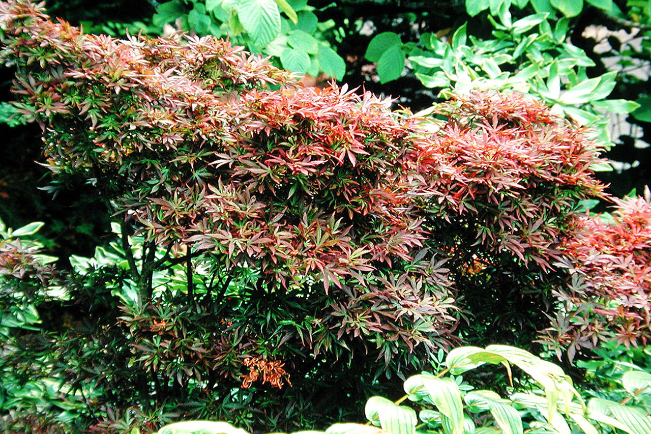 The small-growing maple is ideal for containers or a colorful accent in a garden. (Richie Steffen)