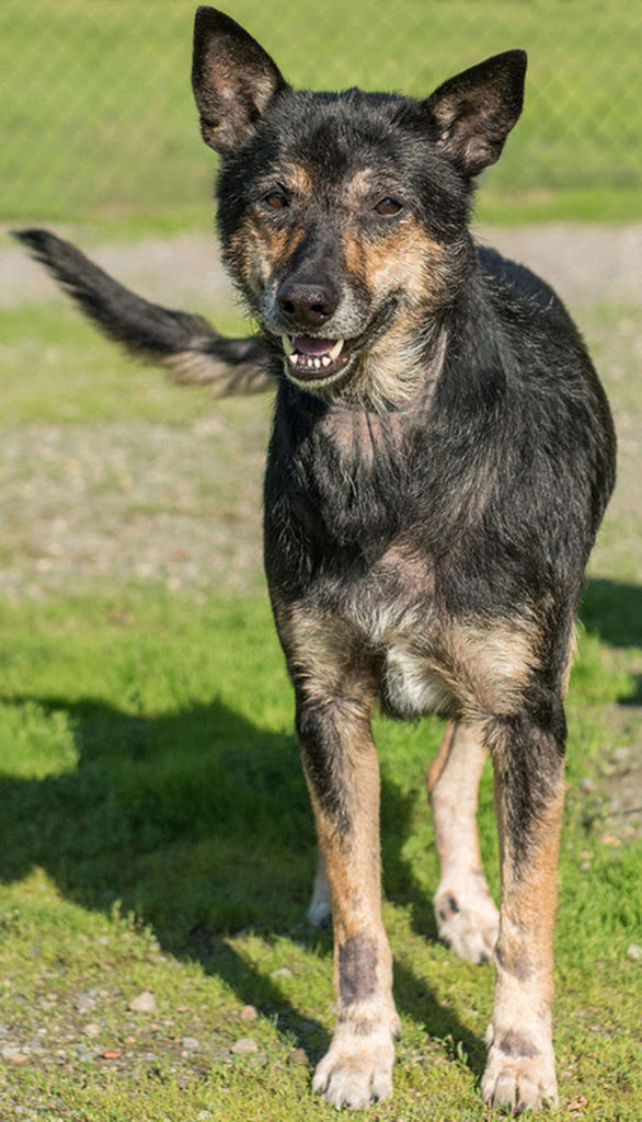 Jack is looking for a home without any other animals. He was surrendered to the shelter for barking so is not suited for apartment/condo living. Any children in the home must be over 10 years old. Jack enjoys swimming and running around. (Curt Story/Everett Animal Shelter)

