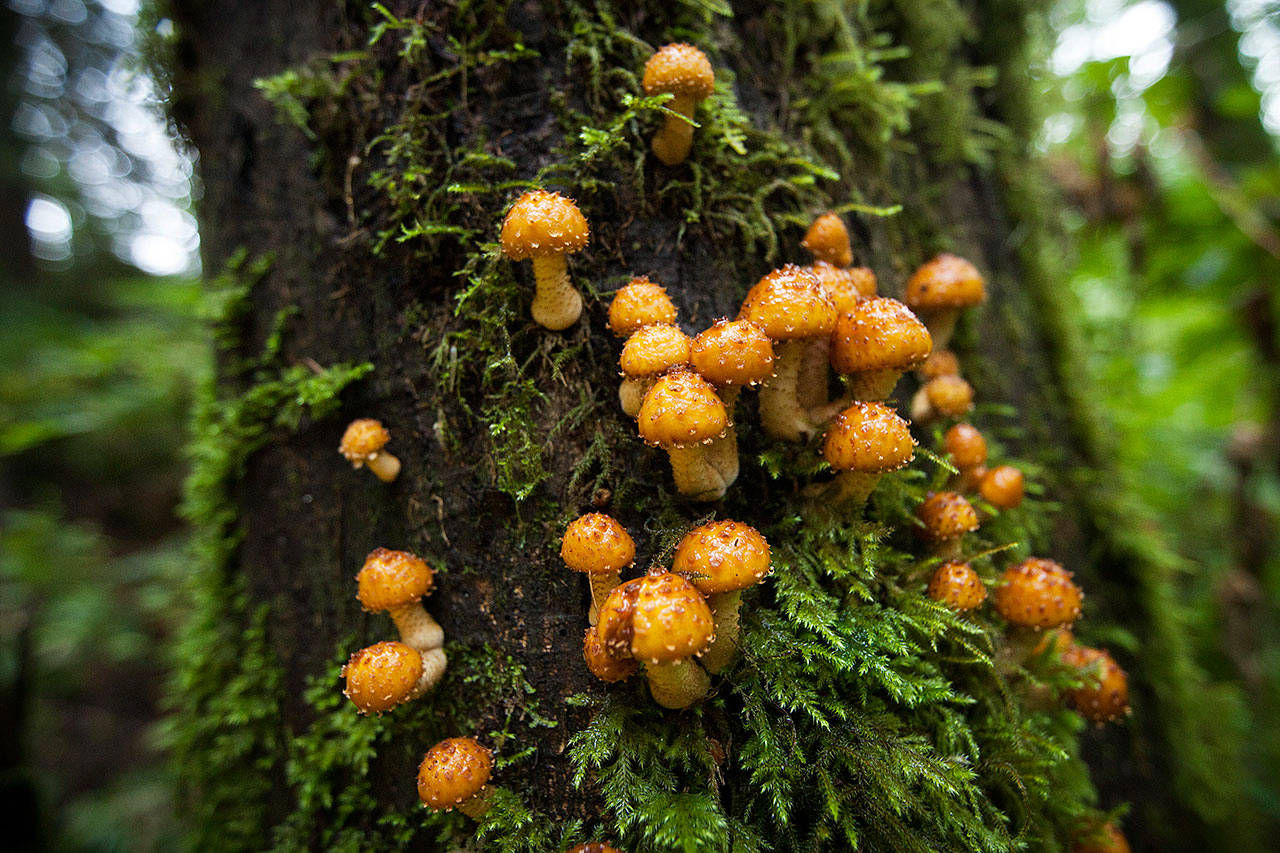 Fungi grows on a tree and offers a taste of autumn colors to come along the Woody Trail at Wallace Falls State Park near Gold Bar. Learn how to distinguish different kinds of wild mushrooms at the Snohomish County Mycological Society’s Mushroom Show on Oct. 28. (Ian Terry / The Herald)