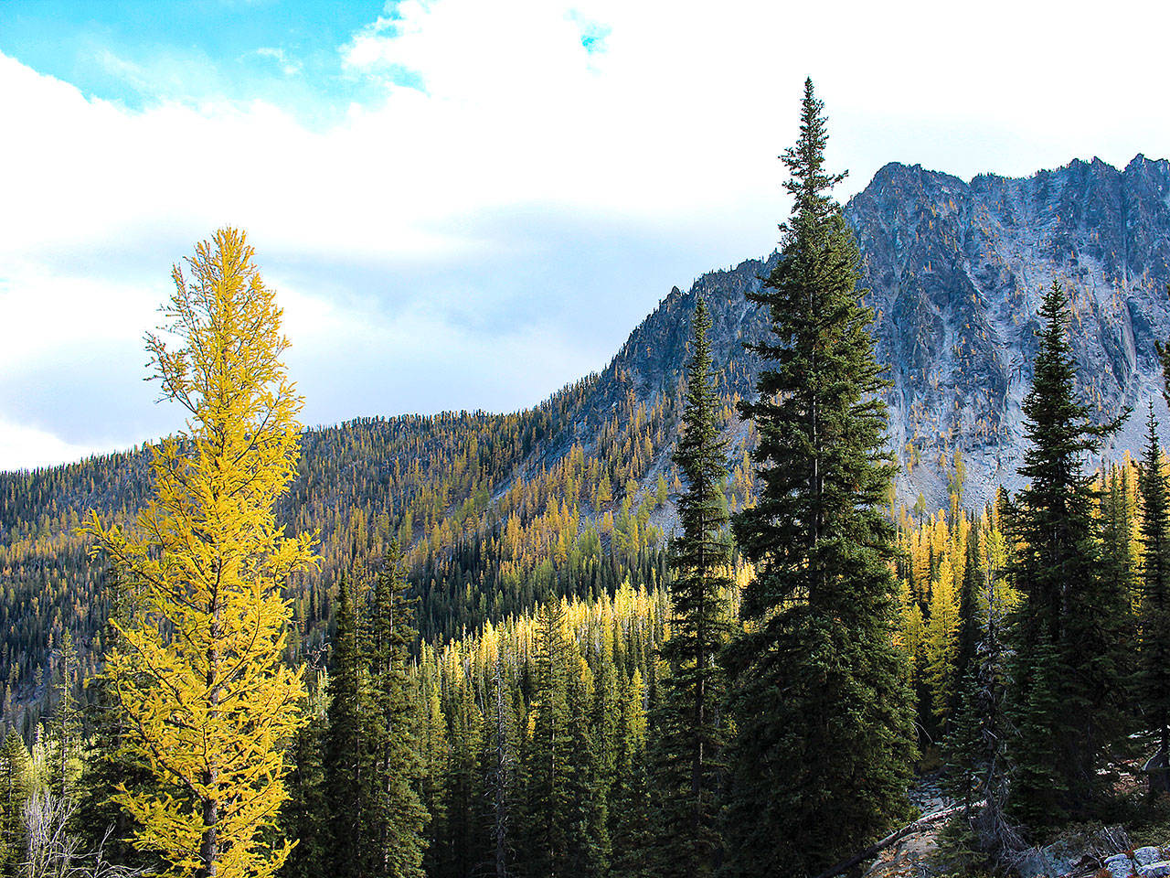 Larch trees dot the mountainsides along the Crater Lakes trail off Highway 153 west of Methow in October 2017. It requires a hike to get a close look at the trees, which grow at elevations above 1,600 feet for the Western larch and above 5,200 feet for the alpine larch. (Photo by Amy McMillin/Special to the Herald)