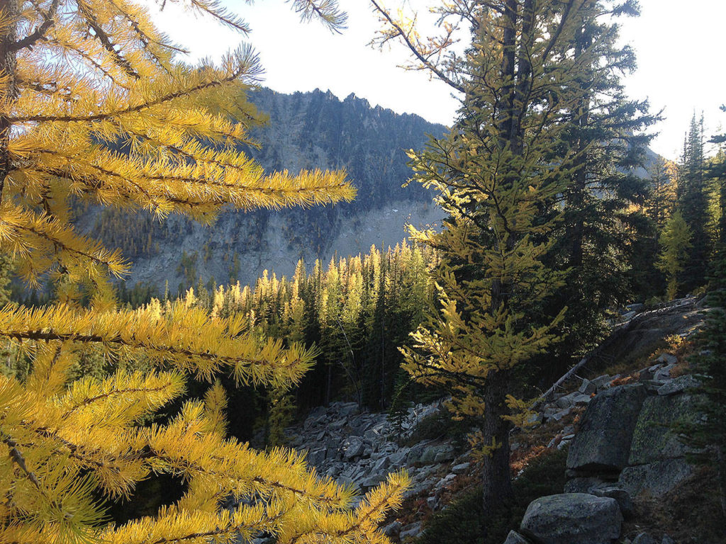 A slight dusting of snow remains on the rocks as the sun reappears to highlight the golden larch trees in October 2017 along the Crater Lakes trail in the Okanogan-Wenatchee National Forest. The larch trees are a deciduous conifer, shedding their needles each fall. (Photo by Sue McMillin/Special to the Herald)
