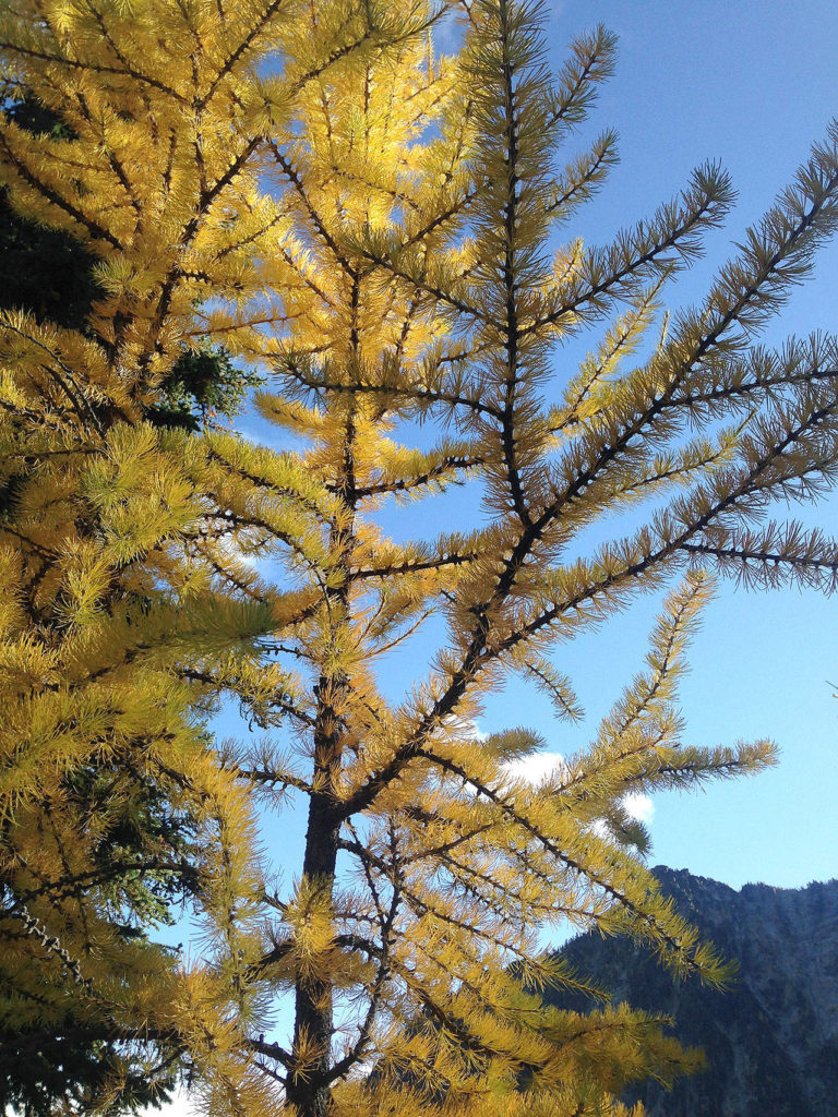 The larch trees on the east side of the Cascades turn a brilliant gold in autumn and shed their soft needles. Western larch live 300-500 years, and the oldest on record is 920 years. The alpine larch live 400-500 years, and the oldest on record — in Kananaskis, Alberta — is 1,943 years old, according to Tom Hinckley, professor emeritus at the University of Washington. (Photo by Sue McMillin/Special to the Herald)
