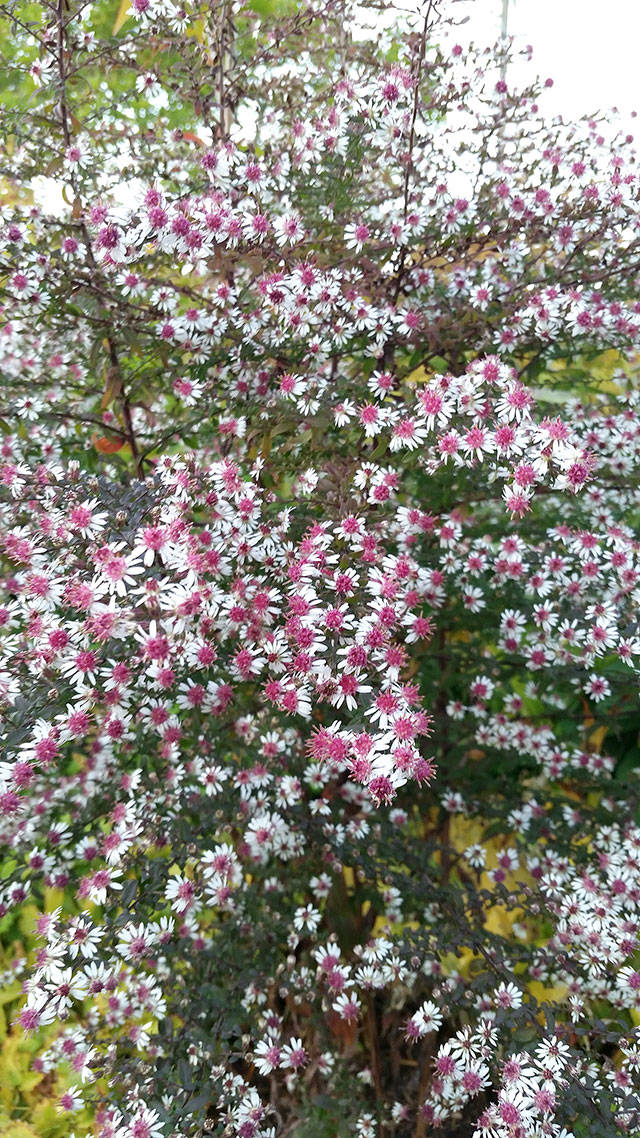 In early fall, cloud-like starry white flowers blushed with pink and purple cover “Prince” calico aster. (Rick Peterson/Great Plant Picks)