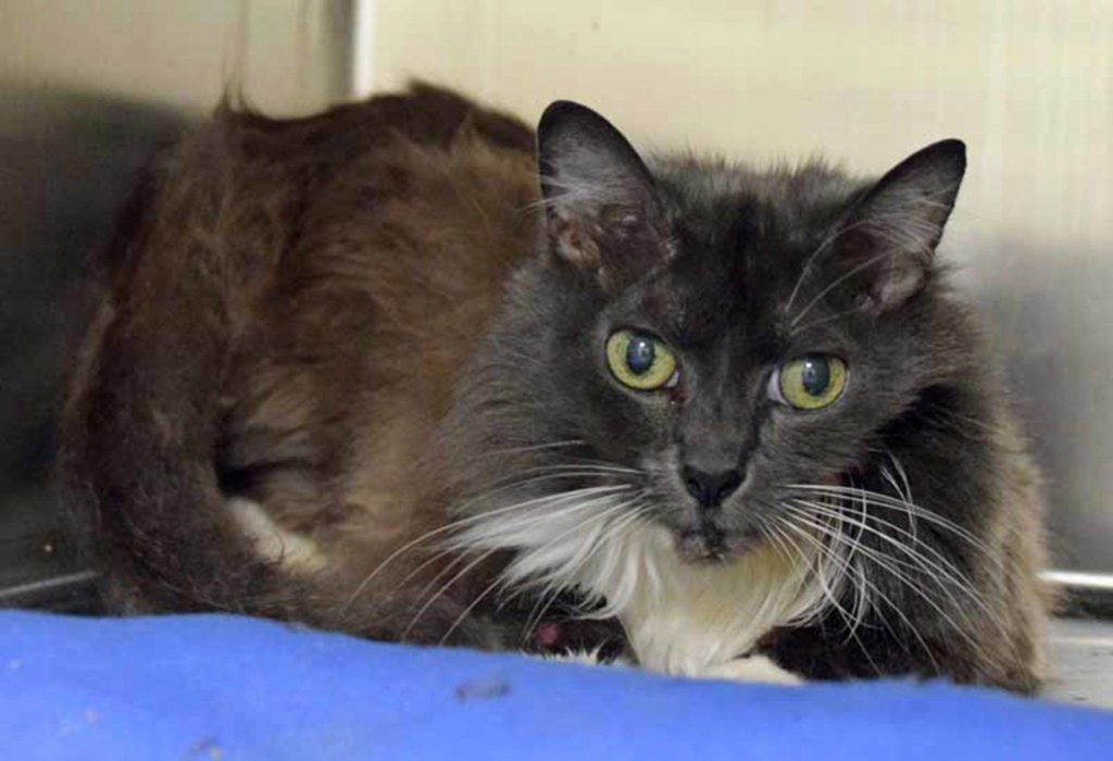 Wales is a laid back kind of cat. We do not know how she will do with other pets or young kids. Everyone will need a slow introduction to each other. (Arleigh Movitz/Everett Animal Shelter)

