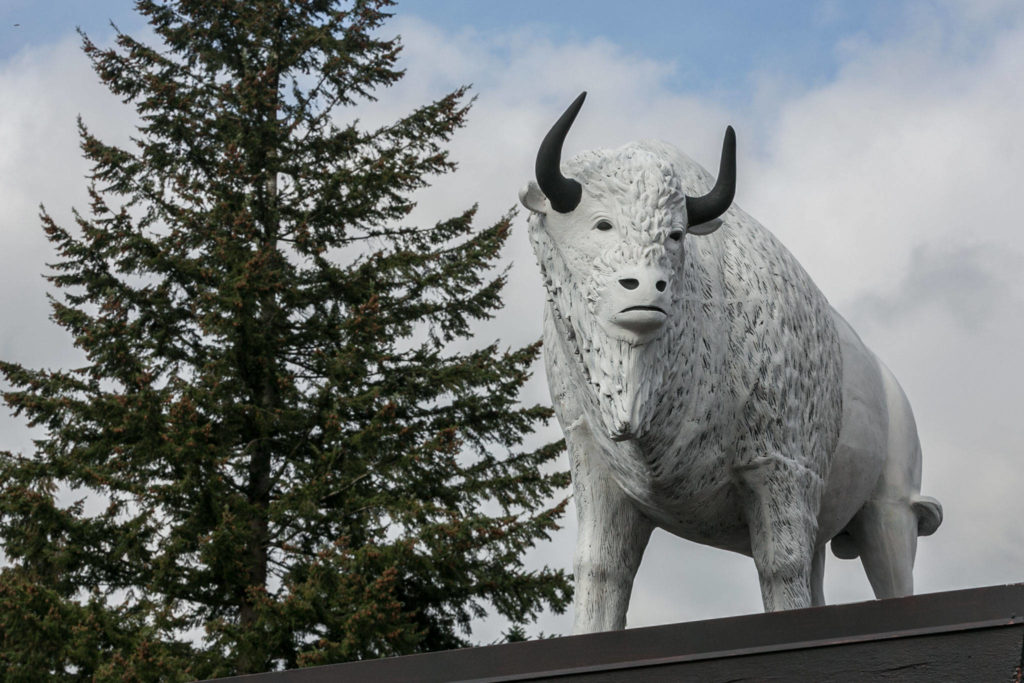 Evergreen Way’s landmark white buffalo was moved to the roof of White Buffalo Saloon due to damage and attempted theft. (Kevin Clark / The Herald)
