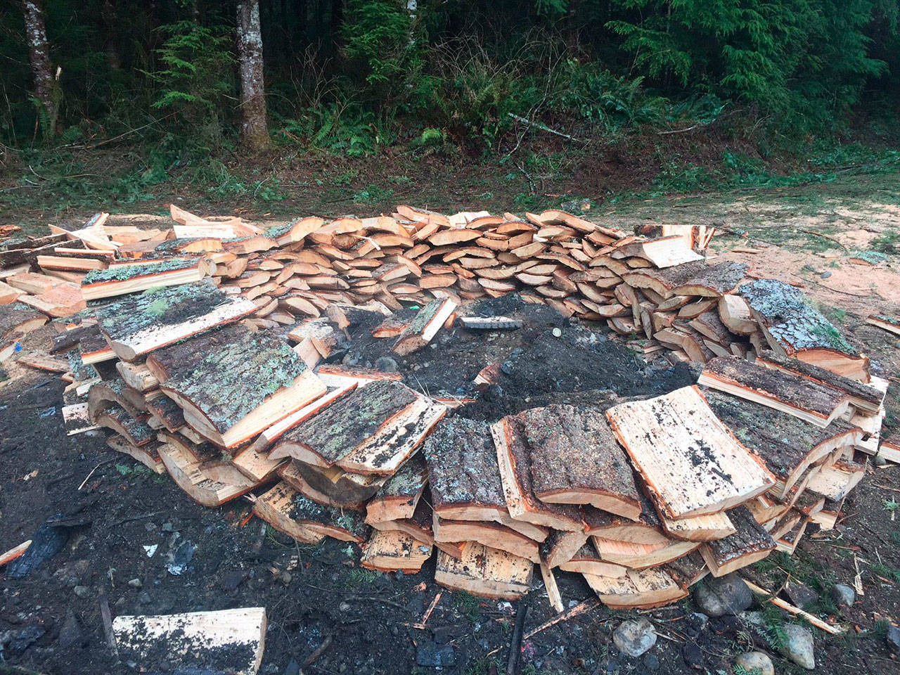Firewood harvested illegally on state land sits ready for loading. Two men were caught cutting 18 trees by a Washington State Department of Natural Resources officer. (Washington State Department of Natural Resources)