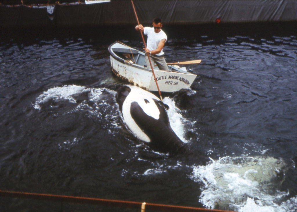 Edward “Ted” Griffin scratches Namu at the Seattle Marine Aquarium in 1966. Griffin became the first person to swim with an orca and is crediting with transforming the perception of the killer whales. (Courtesy of Ted Griffin)
