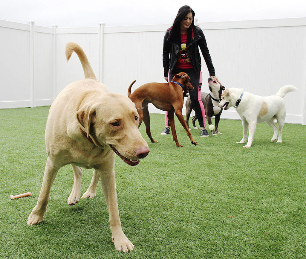 Kori Hall keeps things in order at her recently opened “doggy daycare” and boarding facility. (Laura Guido / Whidbey News-Times)
