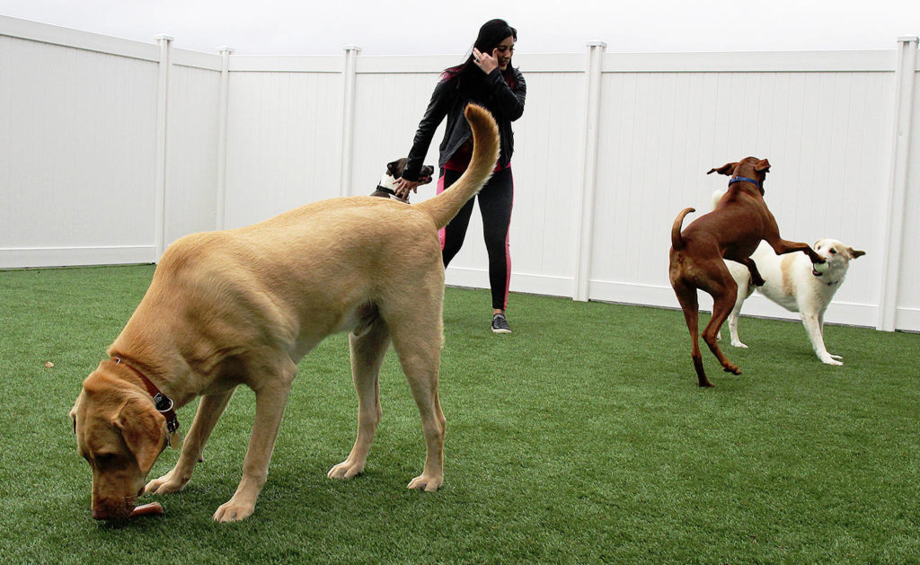 Kori Hall, owner of Kori’s Muttley Crew, plays with her “furry kids” at her new doggy daycare in Oak Harbor. (Laura Guido / Whidbey News-Times)
