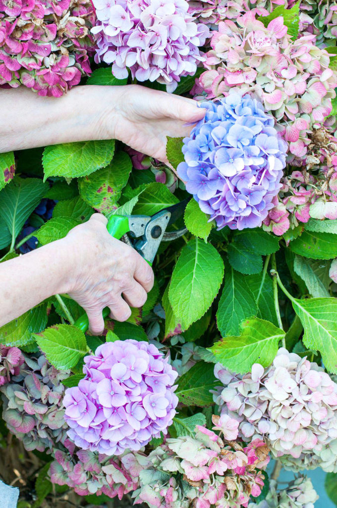 After pruning and thoroughly cleaning around the base of your roses, apply some lime and then pile up some mulch to protect the graft union from a really ugly winter. (Sunnyside Nursery)
