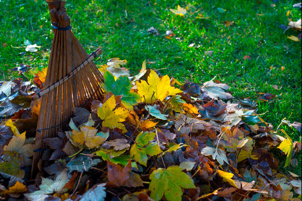 Cover the ground surrounding perennials with leaves to avoid a major weed problem in the spring. (Sunnyside Nursery)
