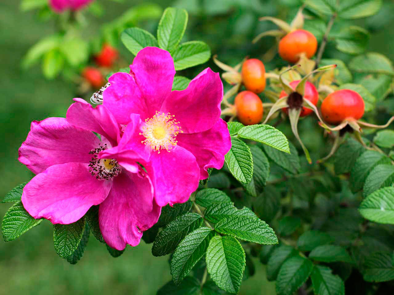 Prune roses hip high in the fall to avoid it being damaged from wind and to keep it grounded. (Sunnyside Nursery)