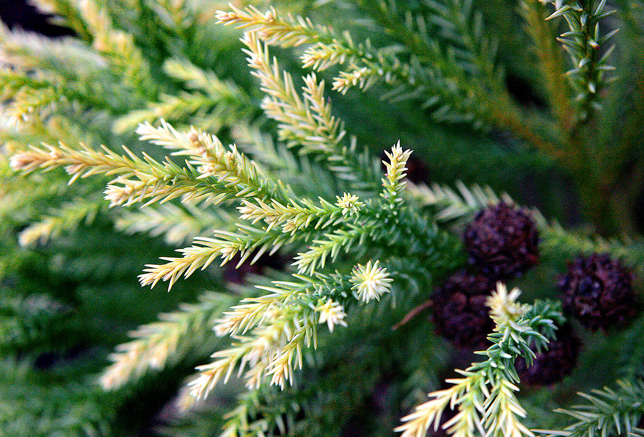 Golden Japanese cedar “Sekkan Sugi” lights up the garden with hints of white and gold. (Herald file)