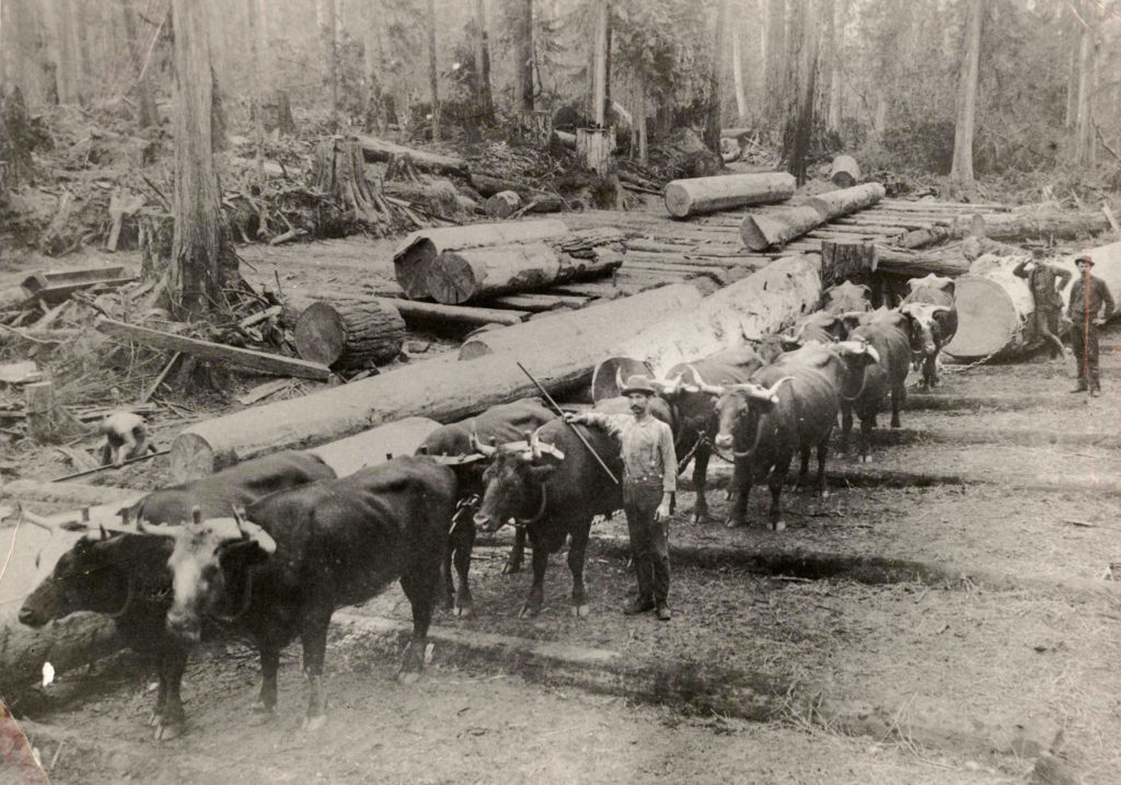 George Brackett poses with the team of oxen he used to log the old-growth forests around Edmonds. (Edmonds Historical Museum)
