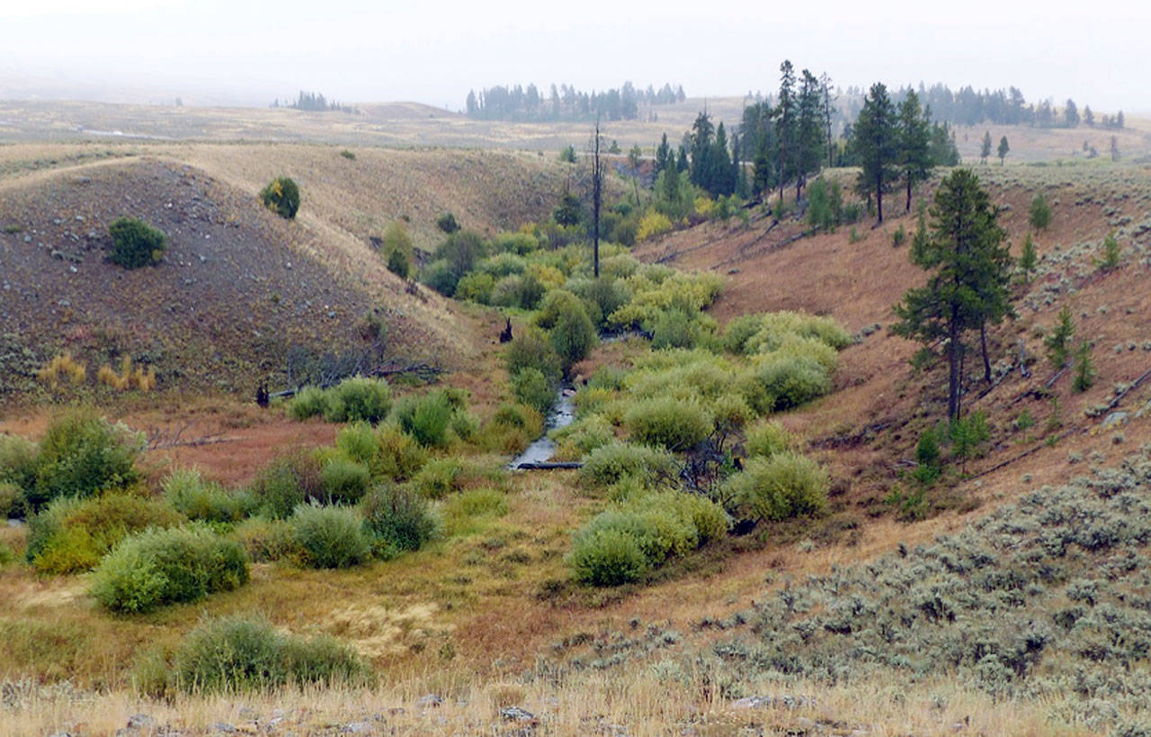 A stretch of Blacktail Deer Creek in Yellowstone National Park, Wyoming, is shown in 2017. In the first study of its kind, research by Oregon State University scientists shows that the return of large terrestrial carnivores can lead to improved stream structure and function. (Oregon State University via AP)