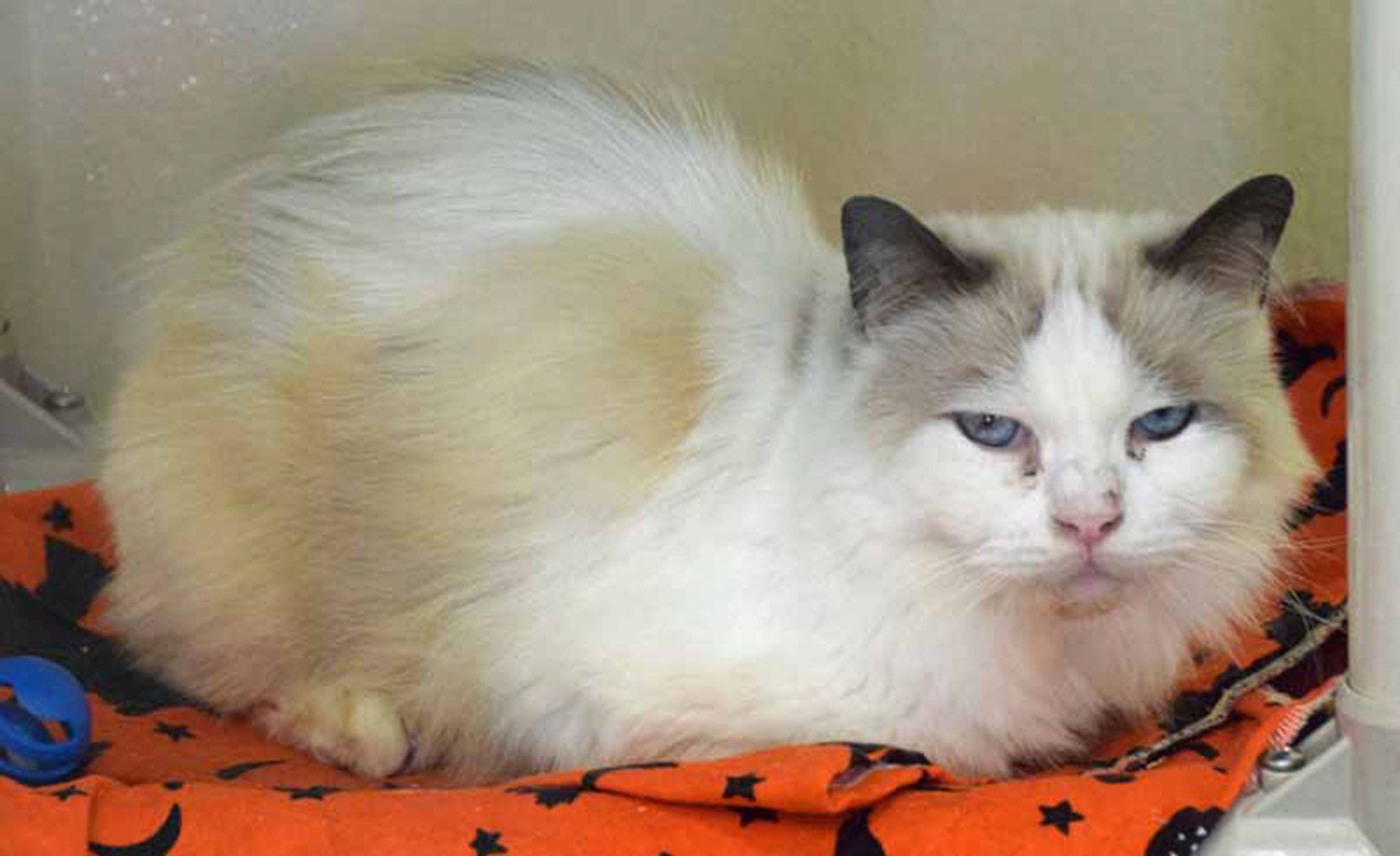 Sometimes an outgoing, friendly personality like Bartholomew’s can lead you astray. He was allowed outside and must have made friends with someone far from home because he got lost. Bartholomew will do well in a home where he has someone to interact with him frequently. He seems to get along with other calm cats and he’d sure enjoy meeting you! (Arleigh Movitz/Everett Animal Shelter)