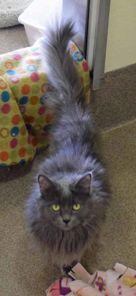 Beetle is friendly but it does take her a little bit of time to warm up. Her history with other pets and young kids is unknown. (Arleigh Movitz/Everett Animal Shelter)
