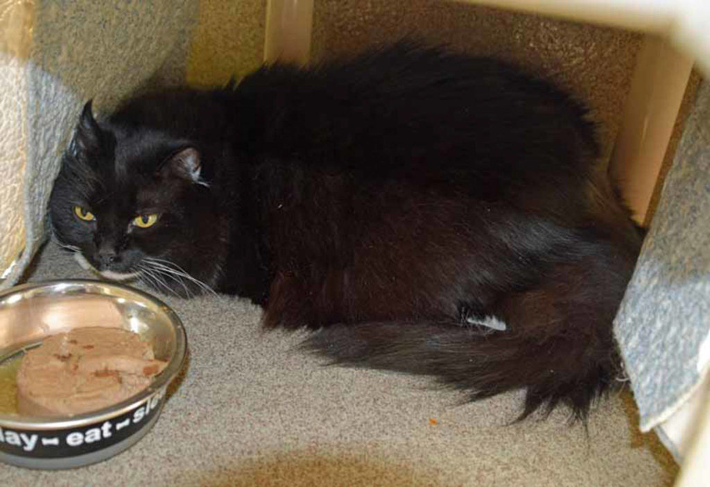 Boots is a shy cat in till she get to know you. She will need a home that will give her time to settle in to her new routine. She would really like a quiet, mellow home in her golden years. Once she is settle in, she does enjoy playing with toy mice and curling up in a nice warm lap. (Arleigh Movitz/Everett Animal Shelter)
