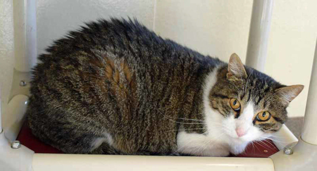 Lucky is a friendly but laid back 4 year old. His history with other pets and young kids is unknown. (Arleigh Movitz/Everett Animal Shelter)
