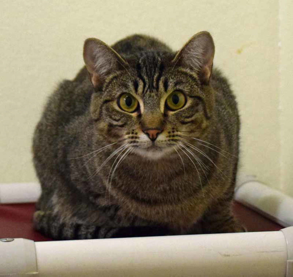 Maryland is a fun people, cat-loving cat. Maryland has lived with other cats and dogs BUT will still need a slow introduction to any resident pets. Maryland history with young kids is unknown. (Arleigh Movitz/Everett Animal Shelter)
