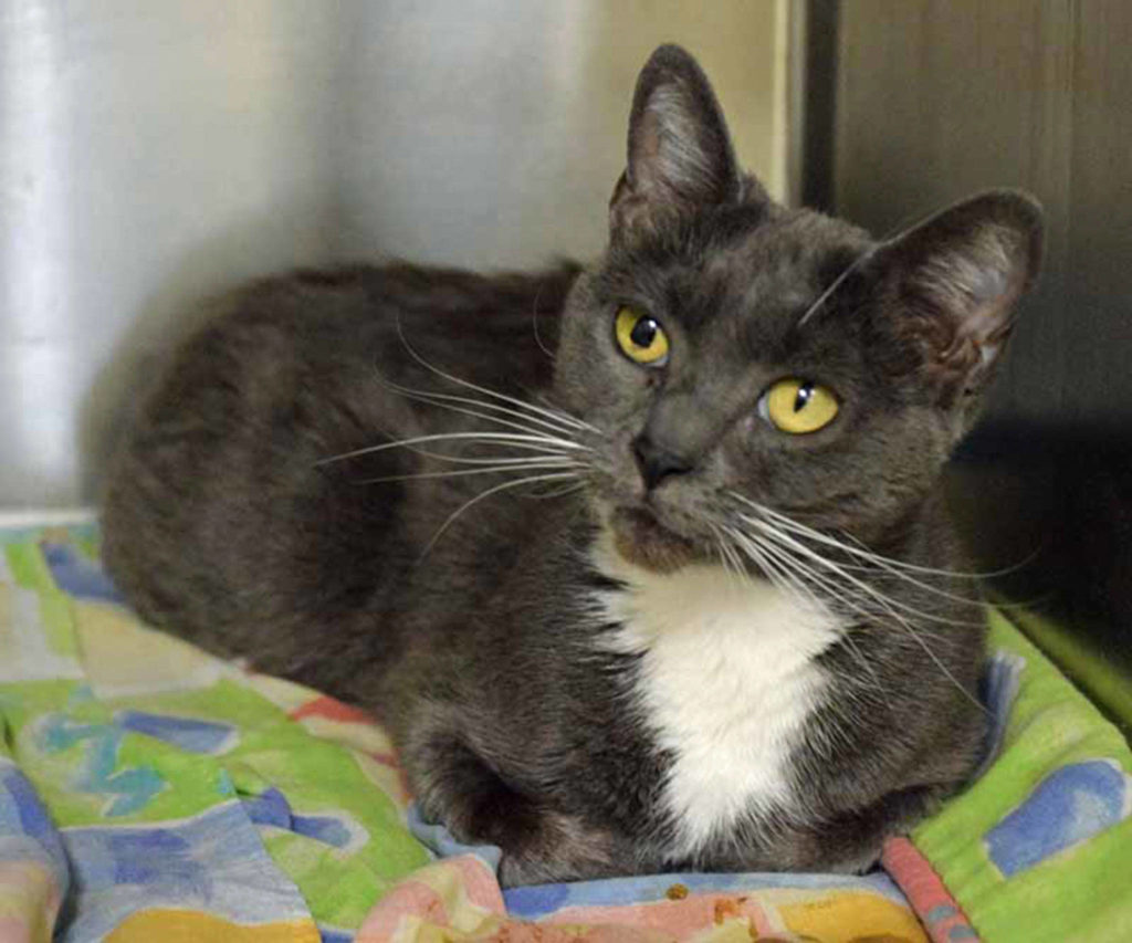 Miira is a friendly but laid back 2 year old. Her history with other pets and young kids is unknown. (Arleigh Movitz/Everett Animal Shelter)
