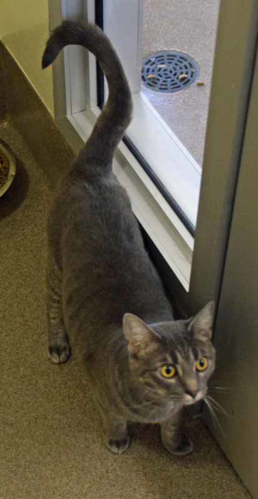Montana is a fun people, cat-loving cat. Montana has lived with other cats and dogs BUT will still need a slow introduction to any resident pets. Montana history with young kids is unknown. (Arleigh Movitz/Everett Animal Shelter)
