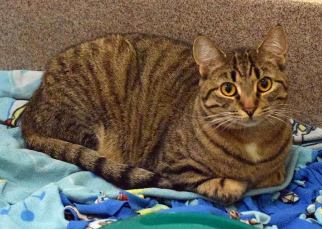 One year old Pennsylvania is a fun people, cat-loving cat. Pennsylvania has lived with other cats and dogs BUT will still need a slow introduction to any resident pets. Pennsylvania’s history with young kids is unknown. (Arleigh Movitz/Everett Animal Shelter)
