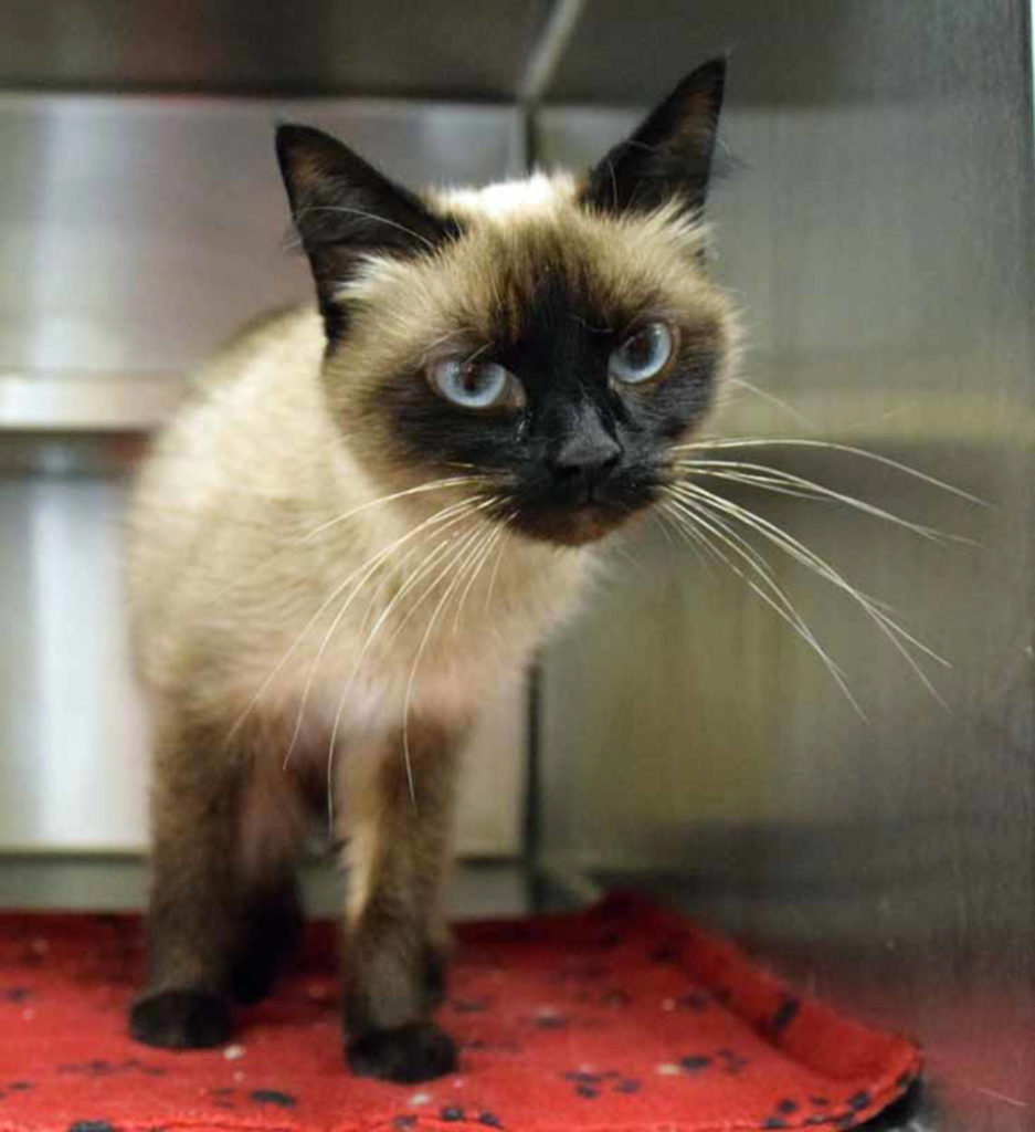 Penny is shy but still friendly. She loves soft blankets and will sleep in them. She enjoys hanging out where it high (a nice cat tree or two would be nice). She enjoys all kinds of toys, which can help her over her shyness. She is very gentle when there are no other cats around (no other cats in the home). (Arleigh Movitz/Everett Animal Shelter)
