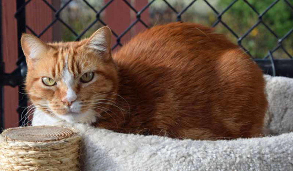 Ruby was left behind when her owners moved away so some kind neighbors brought her here to find a new home. We’ve noticed that she likes to be pet, but not held too tightly. Ruby’s microchip information tells us she’s eight years old. She’ll be so grateful to whoever will take loving care of her for the rest of her life. (Arleigh Movitz/Everett Animal Shelter)
