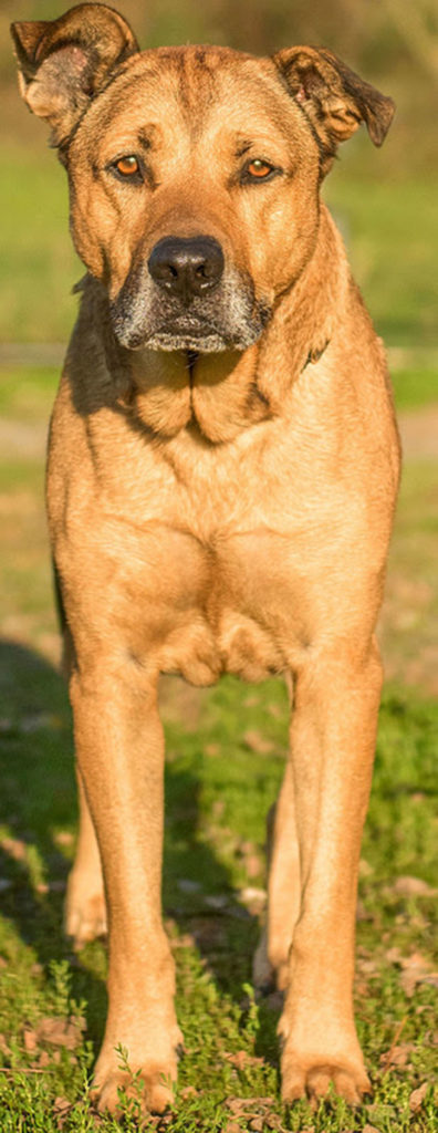 Tonka is a handsome senior looking for a new home. He will need a meet and greet with any resident dogs and careful introductions to cats. Tonka needs a large fenced yard and a family to call his own. (Curt Story/Everett Animal Shelter)
